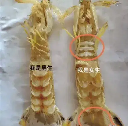 虾怎么分公母图片对比