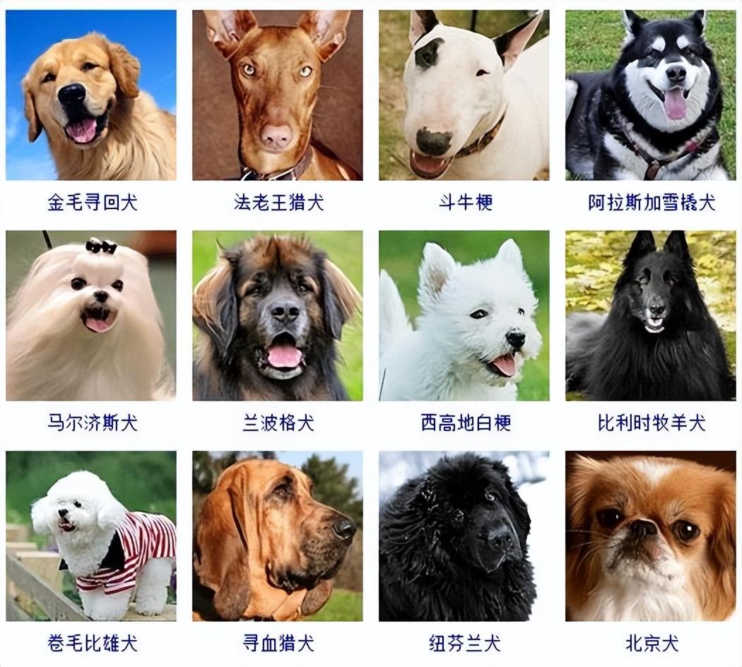 狗的种类大全名称及图片