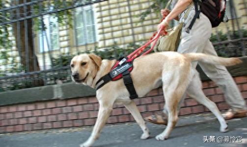 导盲犬品种有几个照片大全