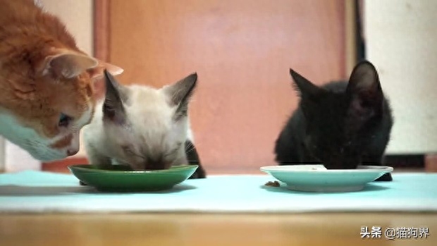 猫主食吃什么比较好（分享不同阶段的猫咪怎么吃有营养）