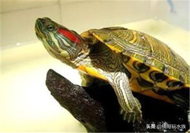 乌龟的饲养方法及注意事项（分享新手如何正确的养乌龟）