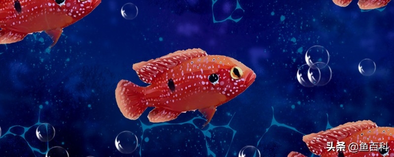 红宝石鱼吃什么长得好（分享鱼的正确饲养方法）