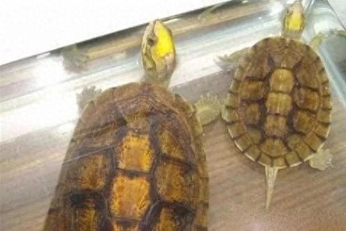 中国十大名龟种有哪些图片