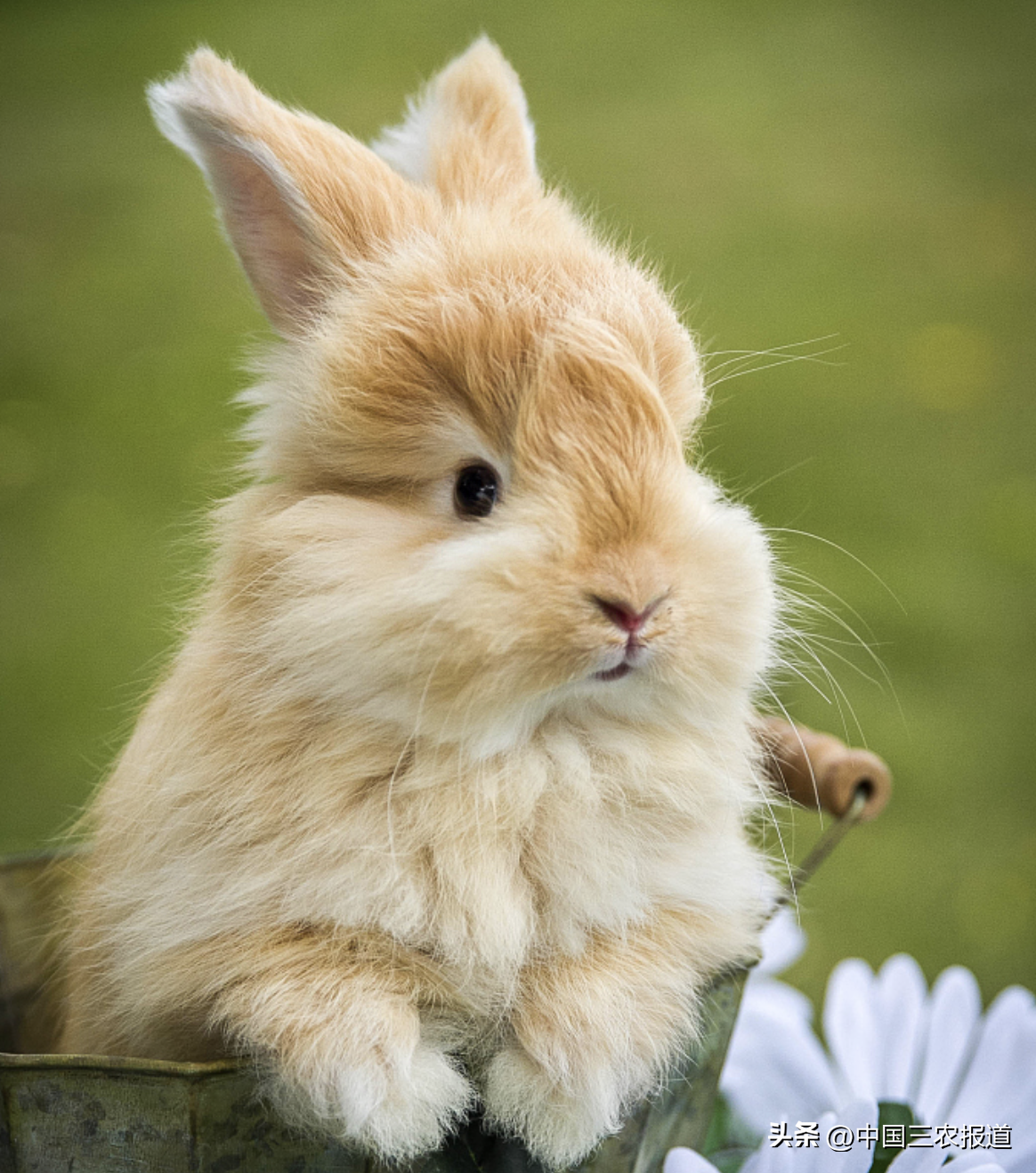 兔子的种类介绍大全图片