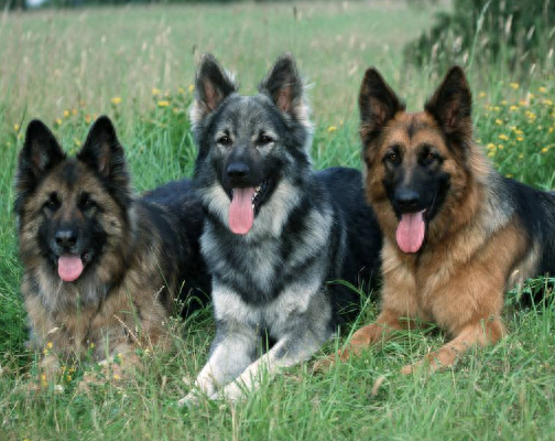 狗的品种大全及名称大型犬有哪些图片