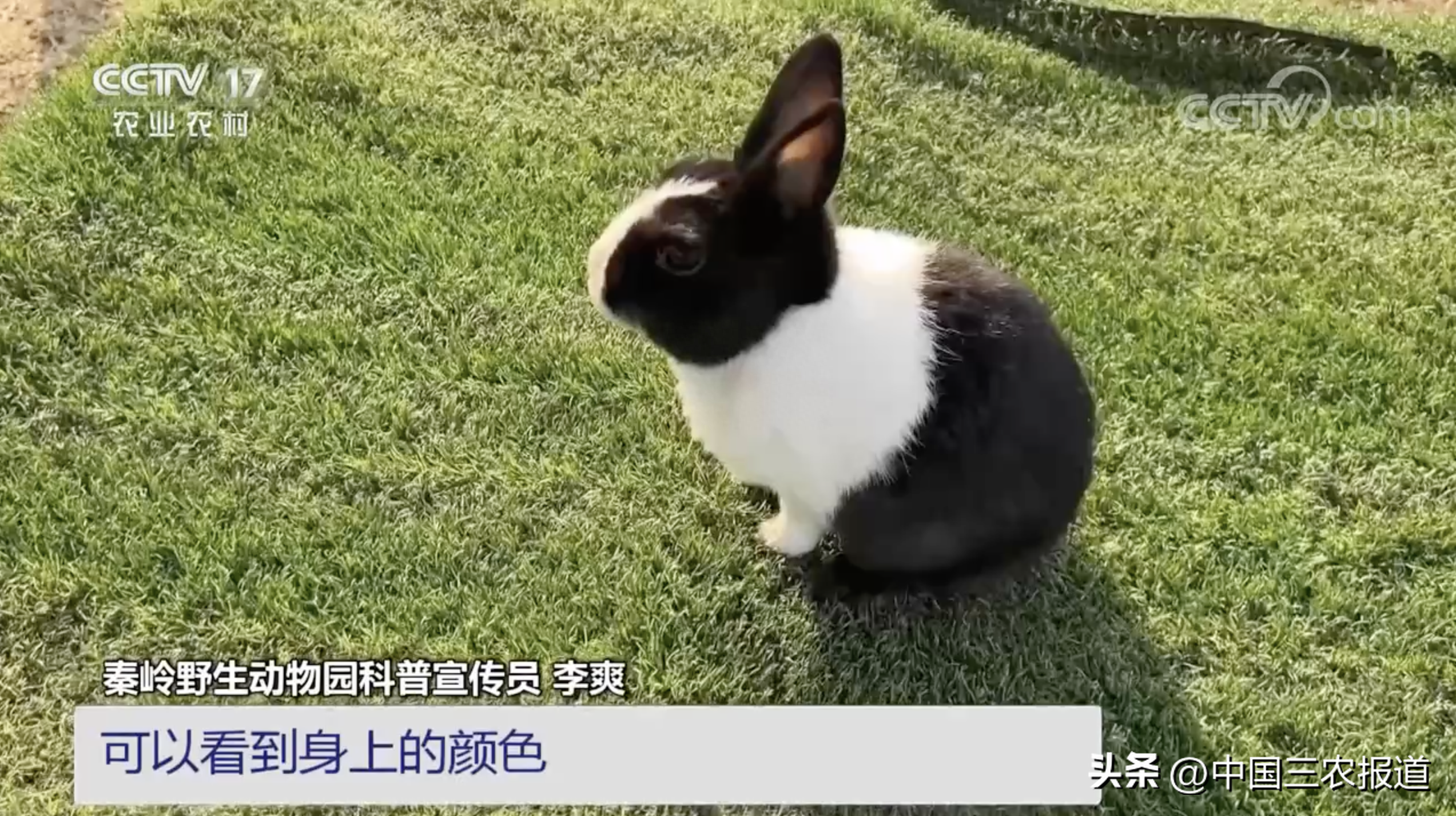 兔子的种类介绍大全图片
