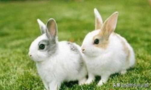 兔子饲养方法和技术有哪些（分享养兔子的注意事项）