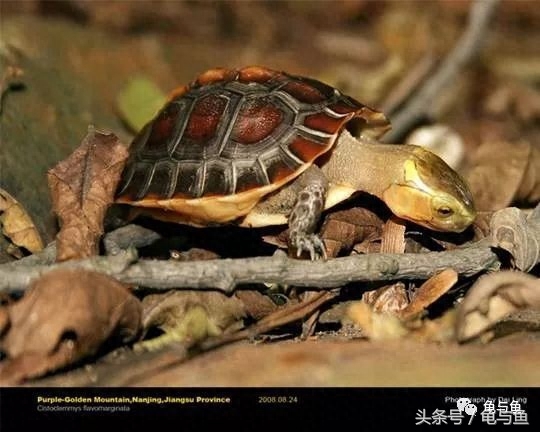 乌龟种类鉴别图片大全