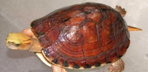 中国十大名龟种有哪些图片