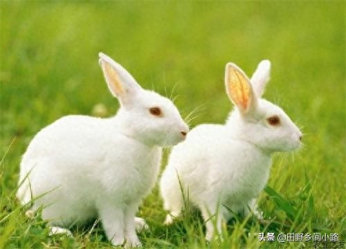 兔子饲养方法和技术有哪些（分享养兔子的注意事项）