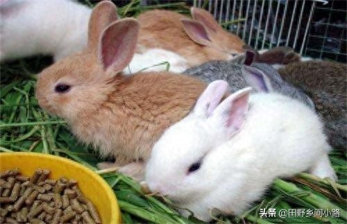 兔子饲养方法和技术有哪些（分享家养兔子的注意事项）缩略图