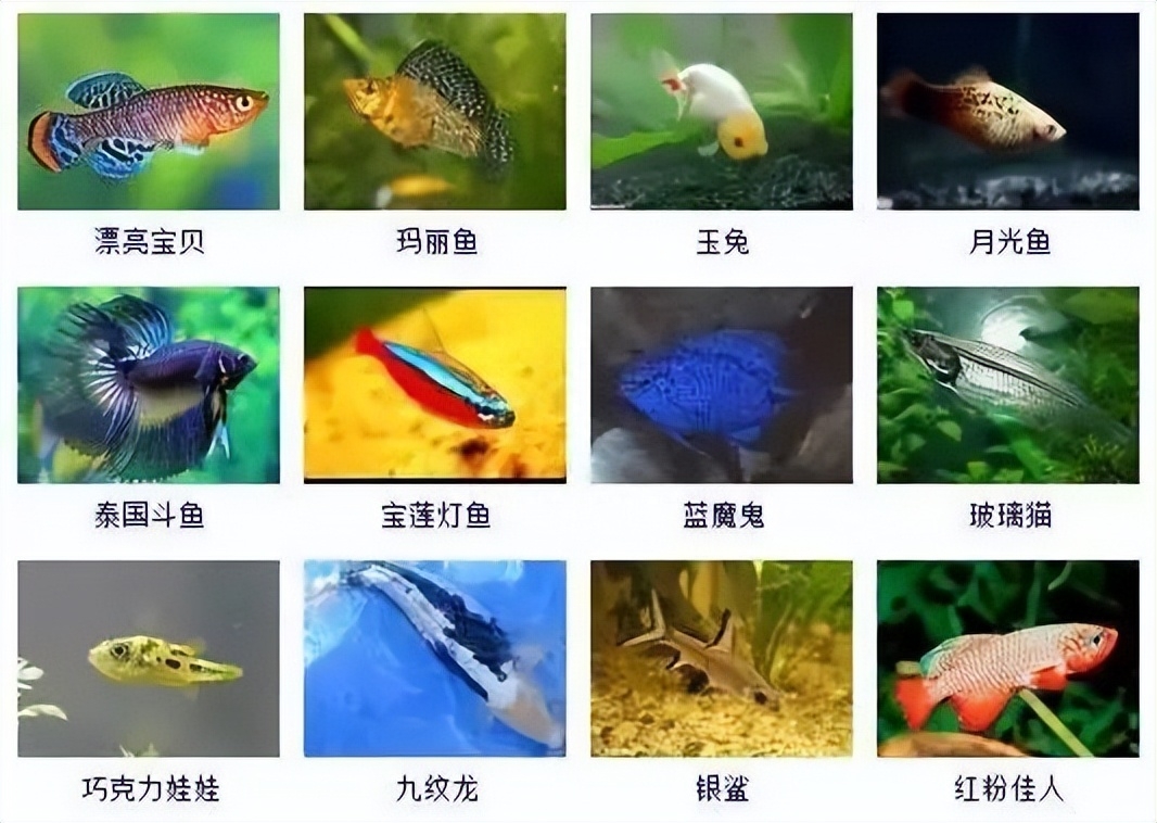 观赏鱼类大全名称及图片