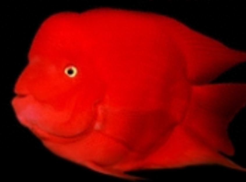红鹦鹉鱼科目种类有哪些图片大全
