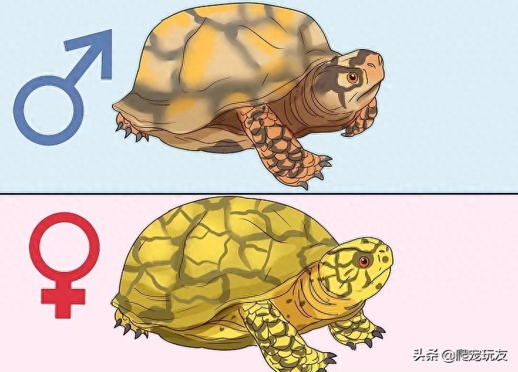 乌龟怎么分辩公母图解大全