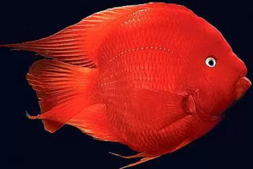 红鹦鹉鱼科目种类有哪些图片大全