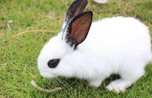 什么种类的兔子最好养活（分享适合当宠物养的兔子有哪些）