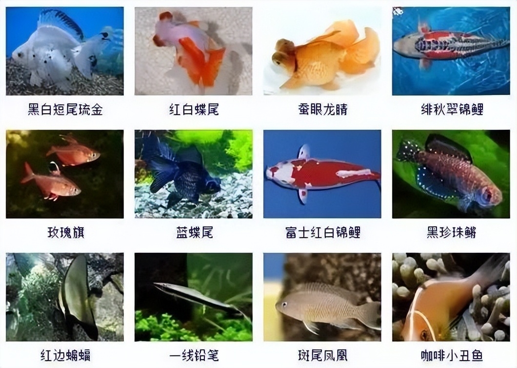 观赏鱼类大全名称及图片
