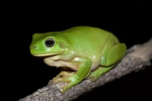 青蛙的寿命是多少年呢(分享青蛙最长能活多久）