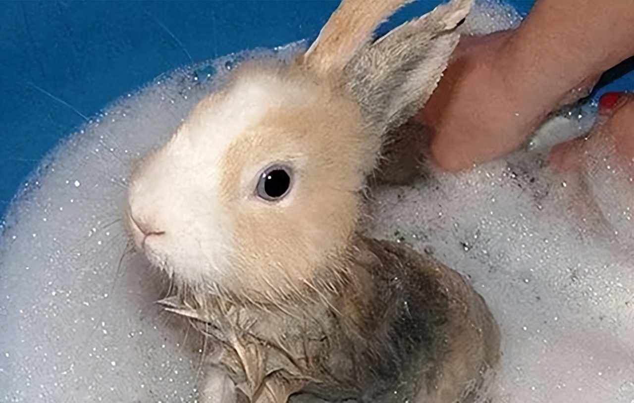 宠物兔能不能洗澡呢会死吗（分享给宠物兔洗澡的正确方法）