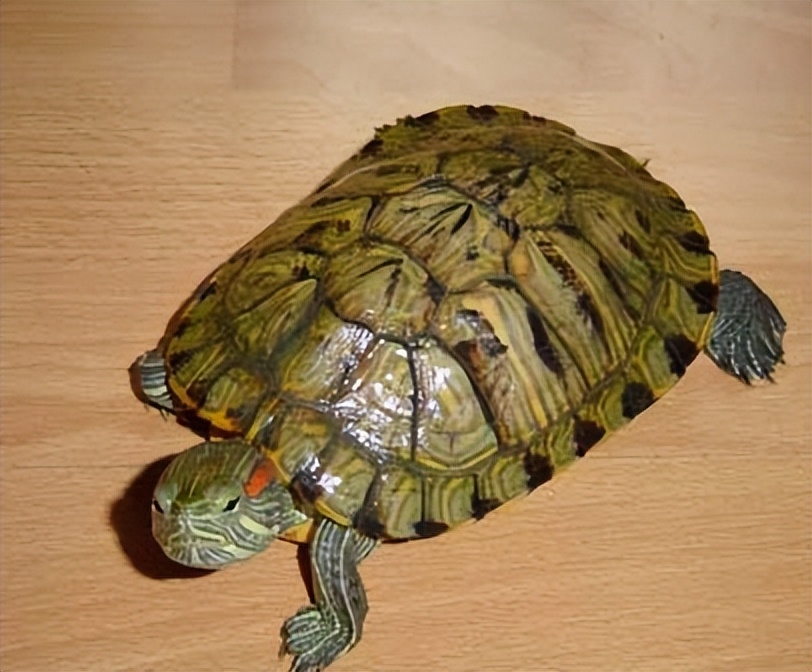 最常见宠物乌龟品种有哪些（分享适合家养的乌龟）缩略图