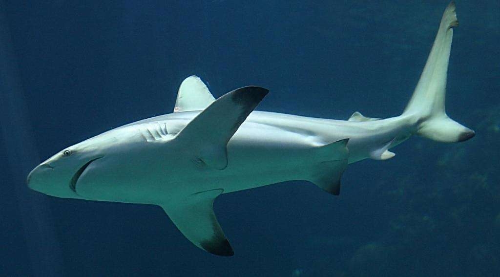 淡水观赏鲨鱼的种类大全图片