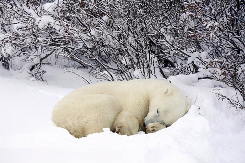 北极熊冬眠吗为什么（分享北极熊可以冬眠多久啊）