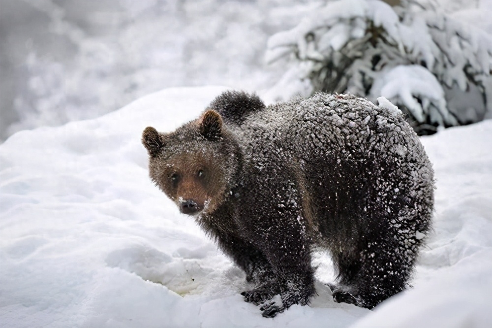 北极熊冬眠吗为什么（分享北极熊可以冬眠多久啊）