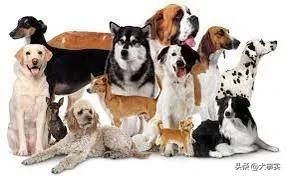 狗狗品种大全排名图片