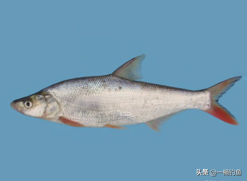 淡水鱼品种大全及图片和名字