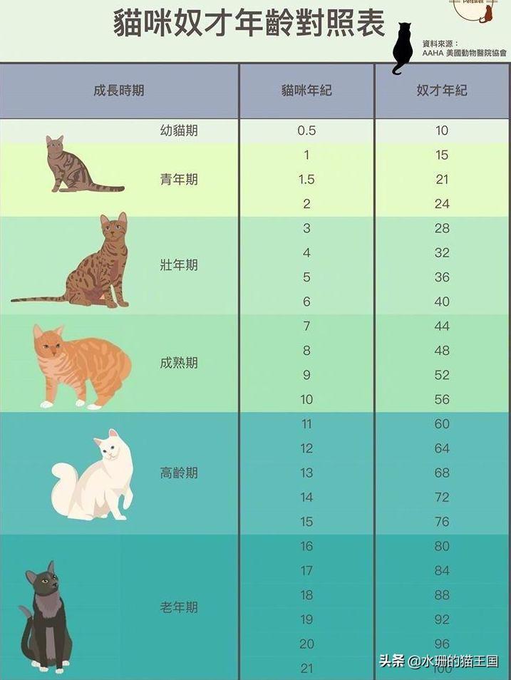 猫咪的寿命是多少年（一年猫相当于几岁）