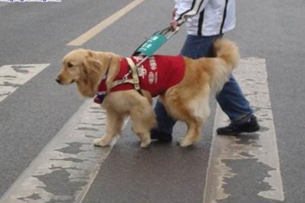 常见的导盲犬是什么品种（常用犬种有哪些）