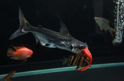 成吉思汗鱼是几级保护动物（能长多大分享）缩略图