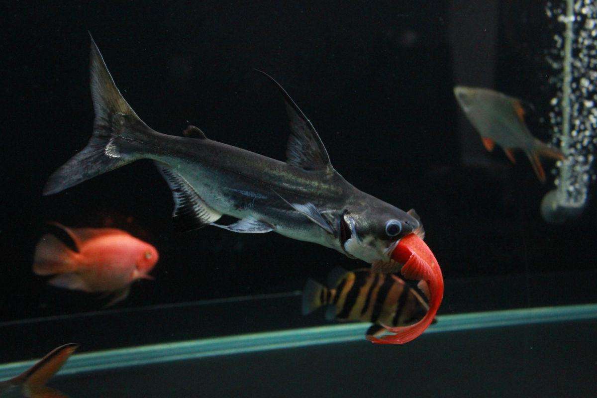 成吉思汗鱼是几级保护动物（能长多大分享）