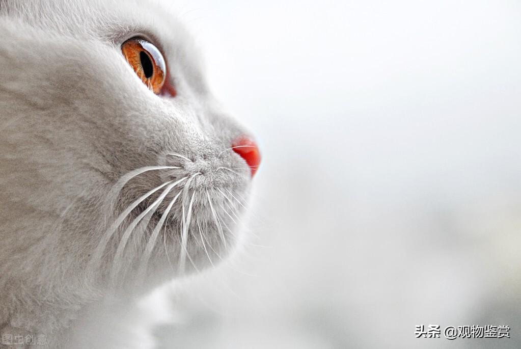 白色异瞳猫什么品种（白色异瞳猫建不建议养）