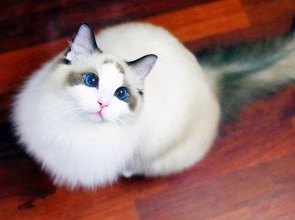 布偶猫能长多大（分享成年布偶猫能长多大多少厘米长）