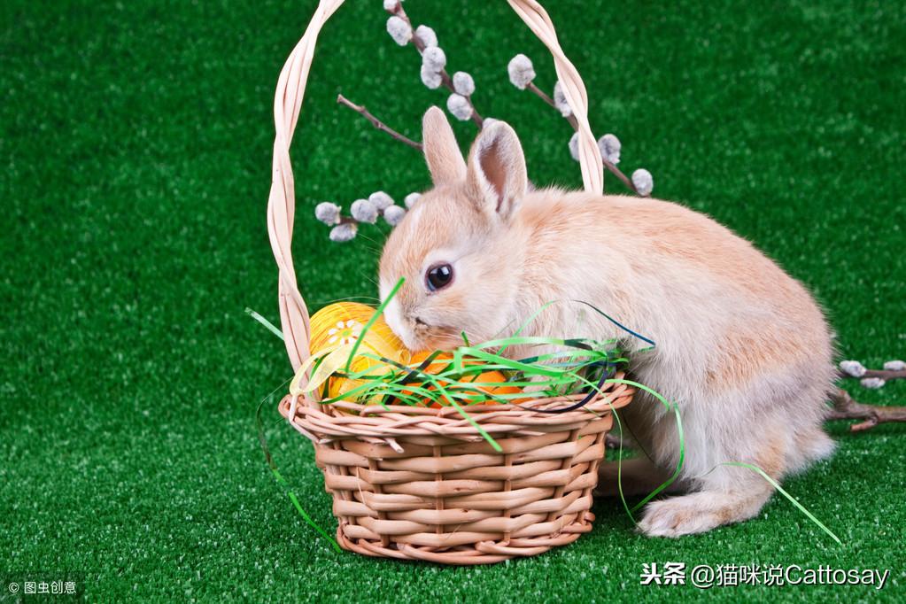 兔子能吃苹果吗会不会拉，死了（最爱吃的10种食物详解）