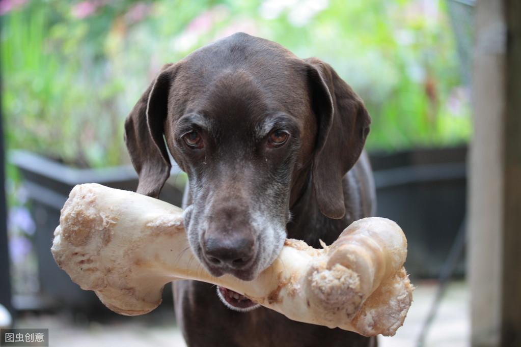 给狗狗补钙，这7种钙磷比高的食物更好，都是常见的食物