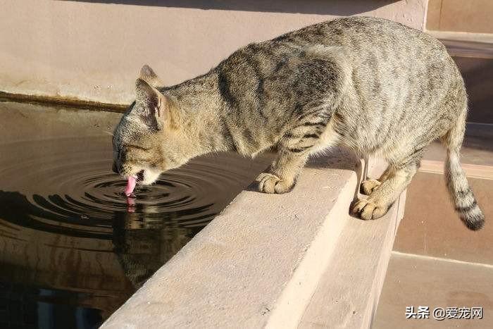 猫不喝水怎么办（十个方法让猫多喝水分享）