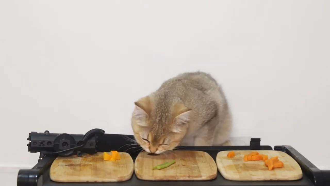 猫咪能吃黄瓜吗（最爱吃的10种蔬菜分享）