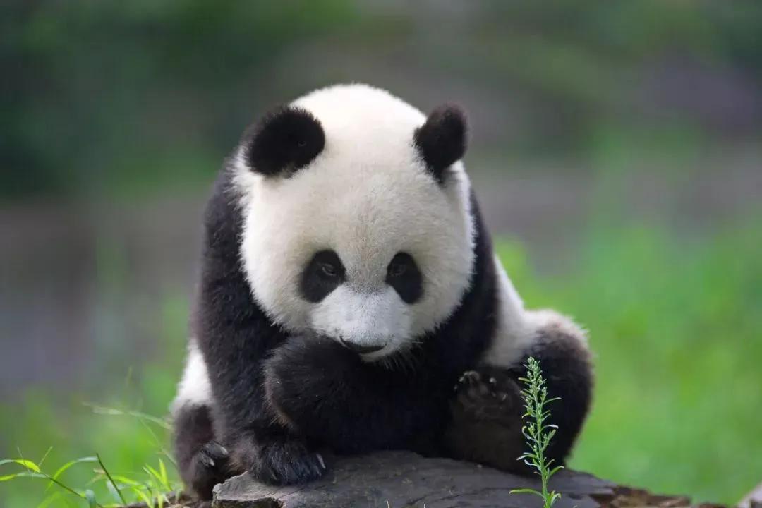 熊猫为什么有黑眼圈（特征分析）