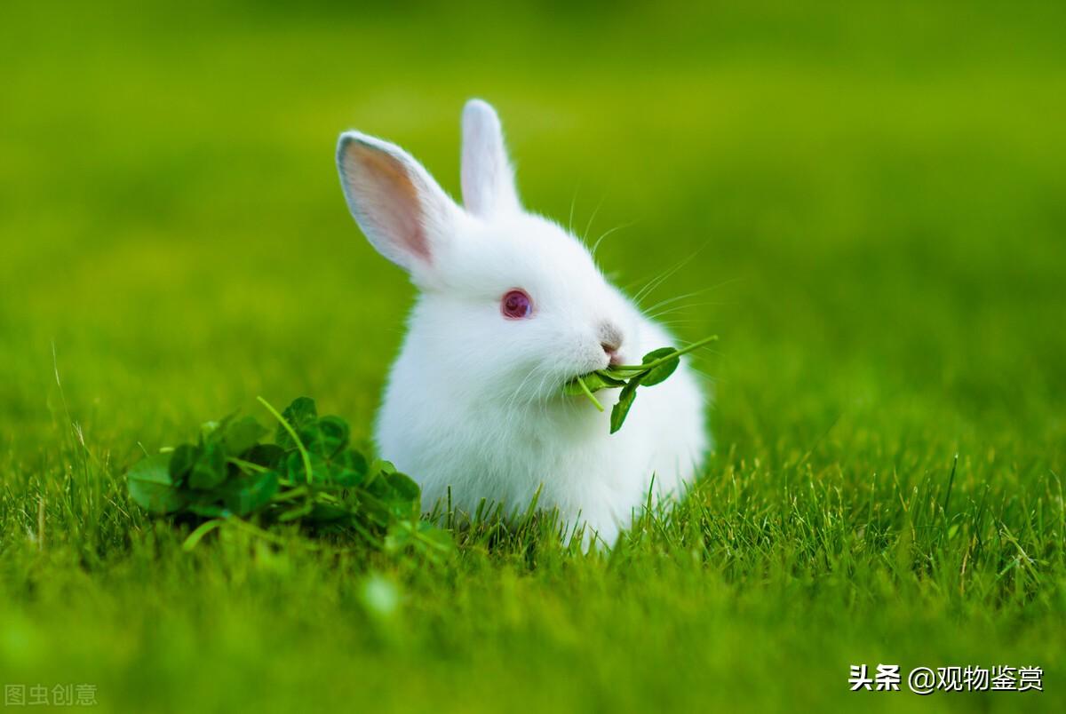 兔子能养多久（分享兔子怎么养不容易死）缩略图