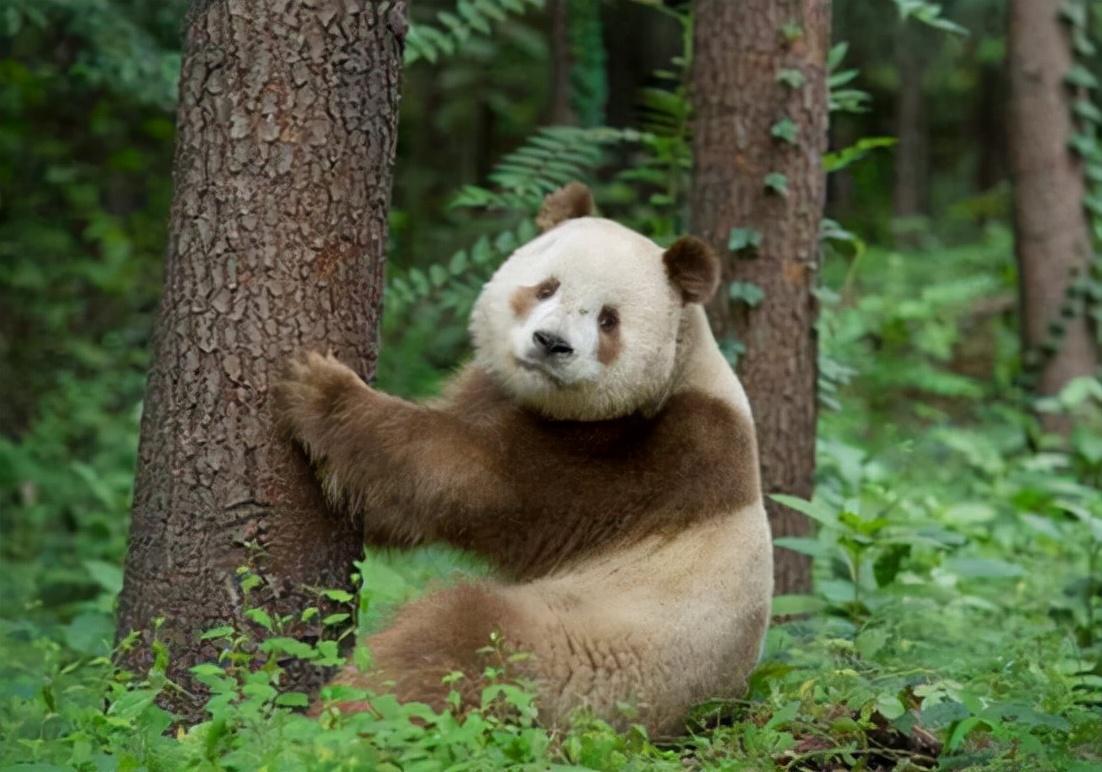 棕色大熊猫在哪（为什么只有中国有）