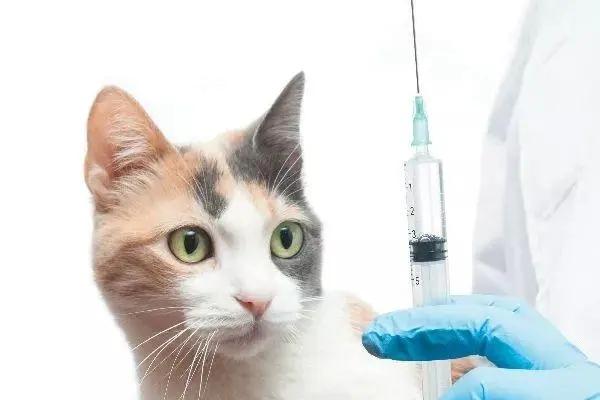 小奶猫多大可以打疫苗（小奶猫都需要打什么疫苗分享）缩略图