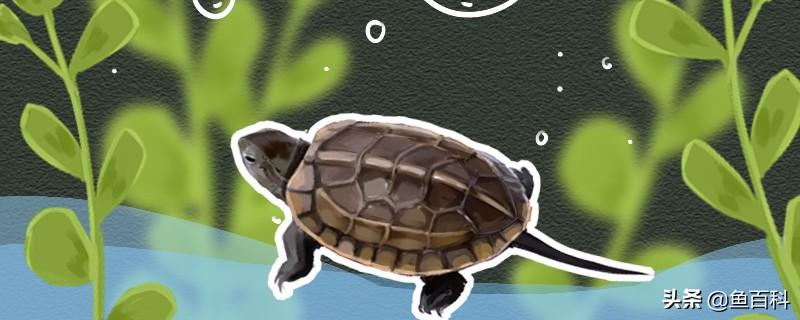 草龟可以深水养吗（深水养还是浅水养分享）