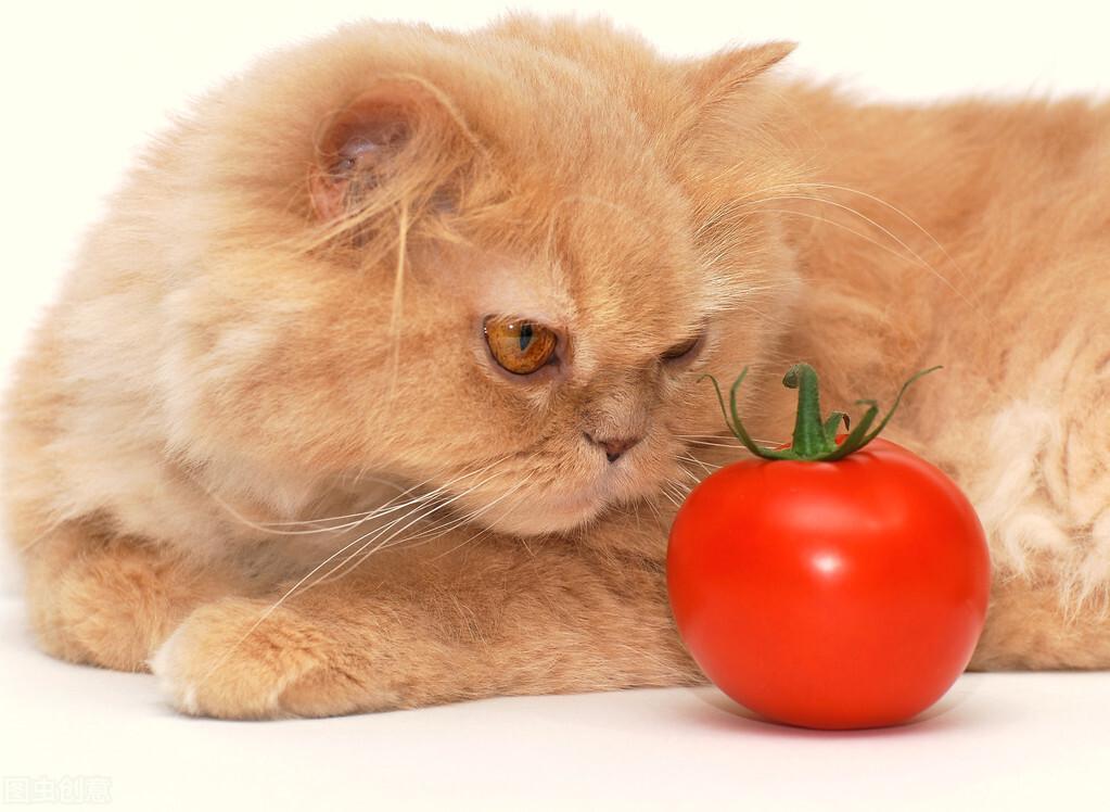 猫咪能吃樱桃吗（猫绝对不能吃的水果有哪些）