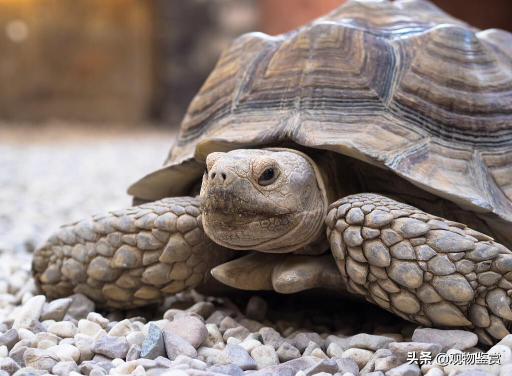 乌龟寿命最长多少年（多久才算一岁）