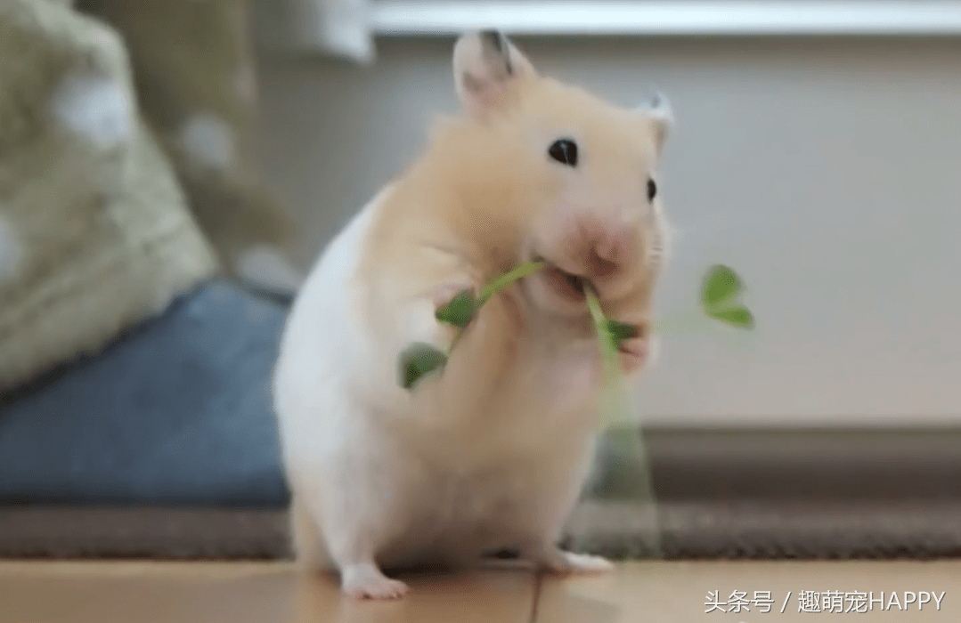 宠物仓鼠能吃橘子吗（分享应该吃什么食物）