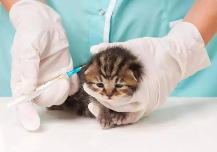 小奶猫多大可以打疫苗（都需要打什么疫苗分享）