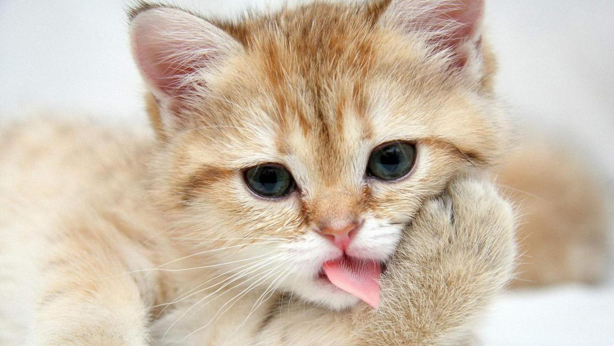 猫咪可以吃果冻吗（分享猫咪吃果冻会怎么样）缩略图