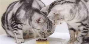宠物猫能吃葱吗（禁忌食物有哪些分享）缩略图